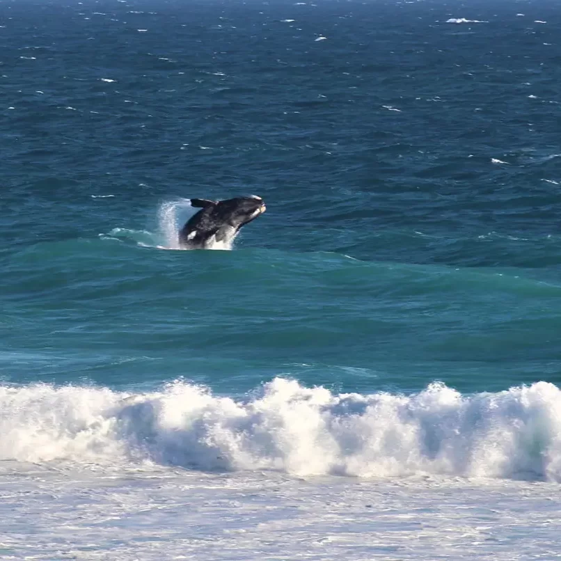 The Whale Trail is one of South Africa’s iconic trails, with bookings opening a year in advance. Situated in the De Hoop Nature Reserve, the is operated by Cape Nature. The route starts with a trek up the Posberg Ridge, with the first two days inland and the last three days along the coast. Whale sighting are frequent between July and November and dolphins throughout the year.